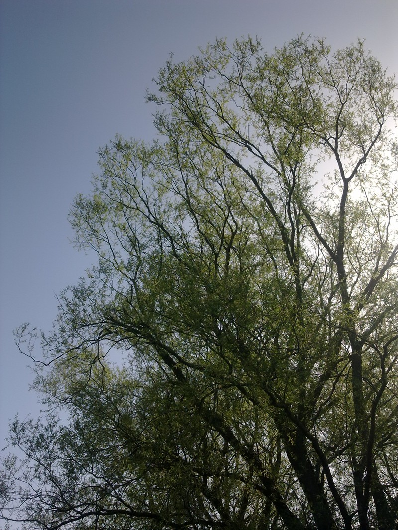 White Willow photo 5