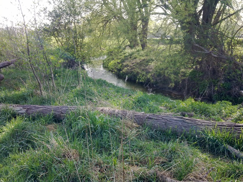 White Willow photo 6