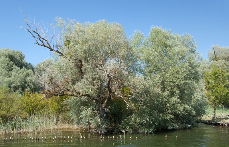 White Willow photo 8