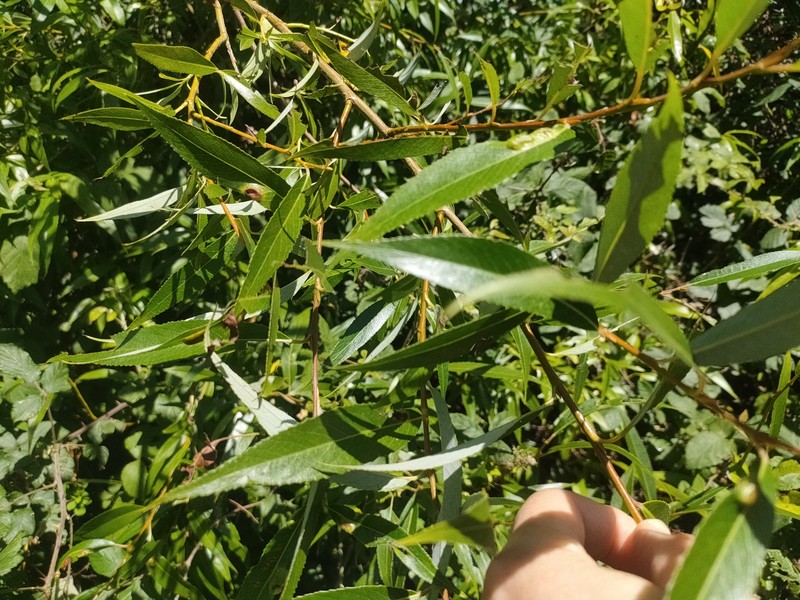 Salix alba subsp. alba photo 2