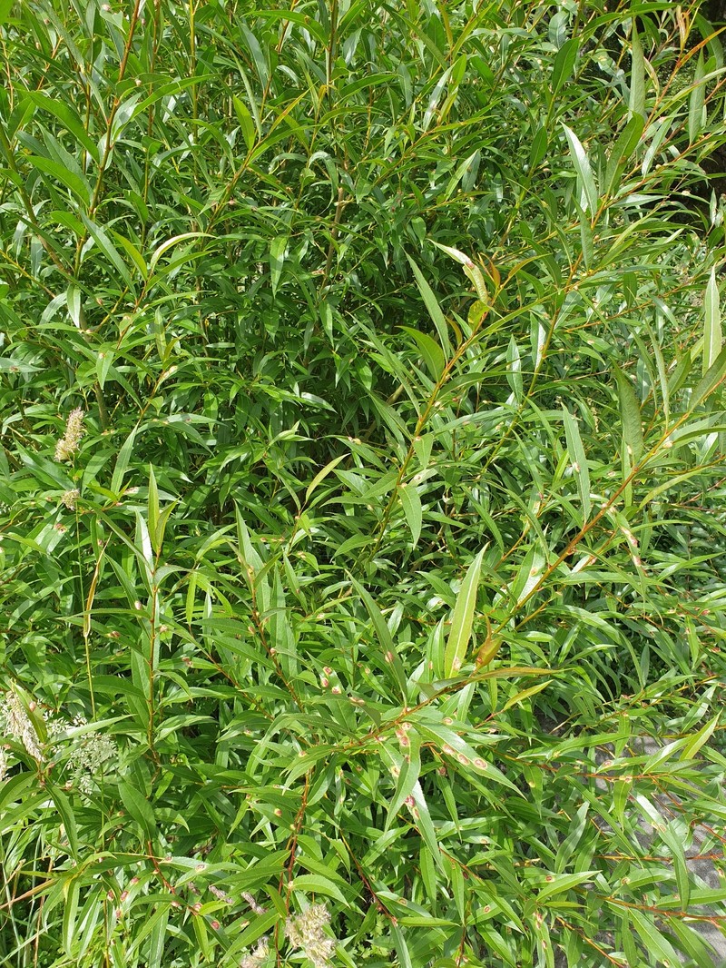 Salix alba subsp. alba photo 3