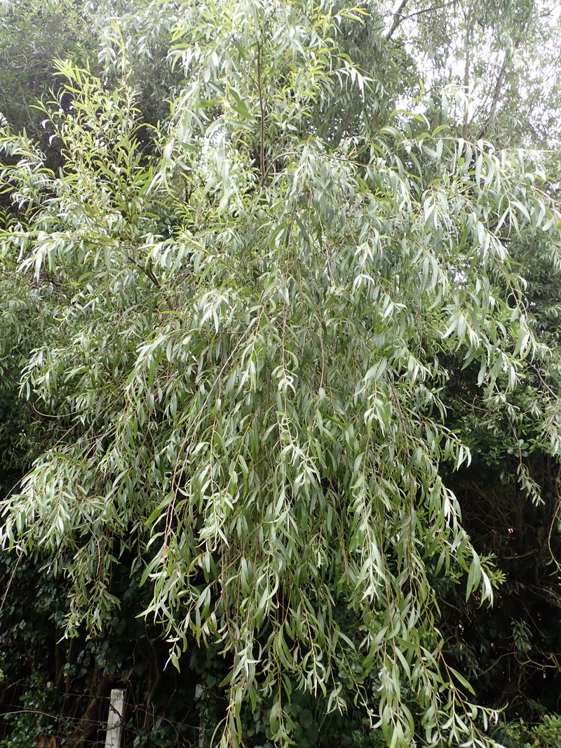 Salix alba subsp. alba photo 4