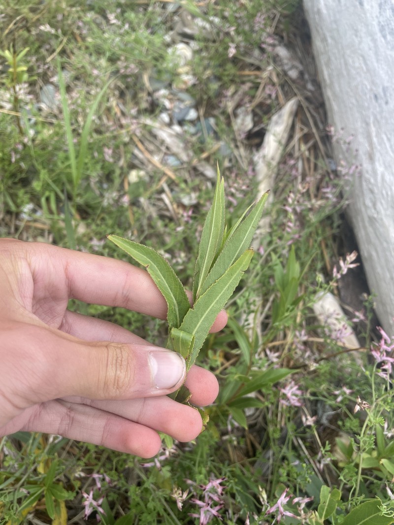 Salix alba subsp. alba photo 5