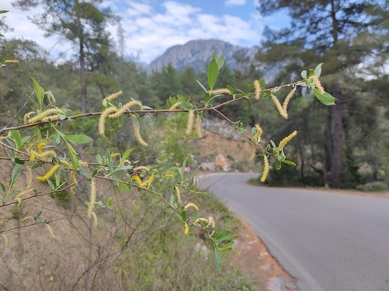 Salix alba subsp. micans
