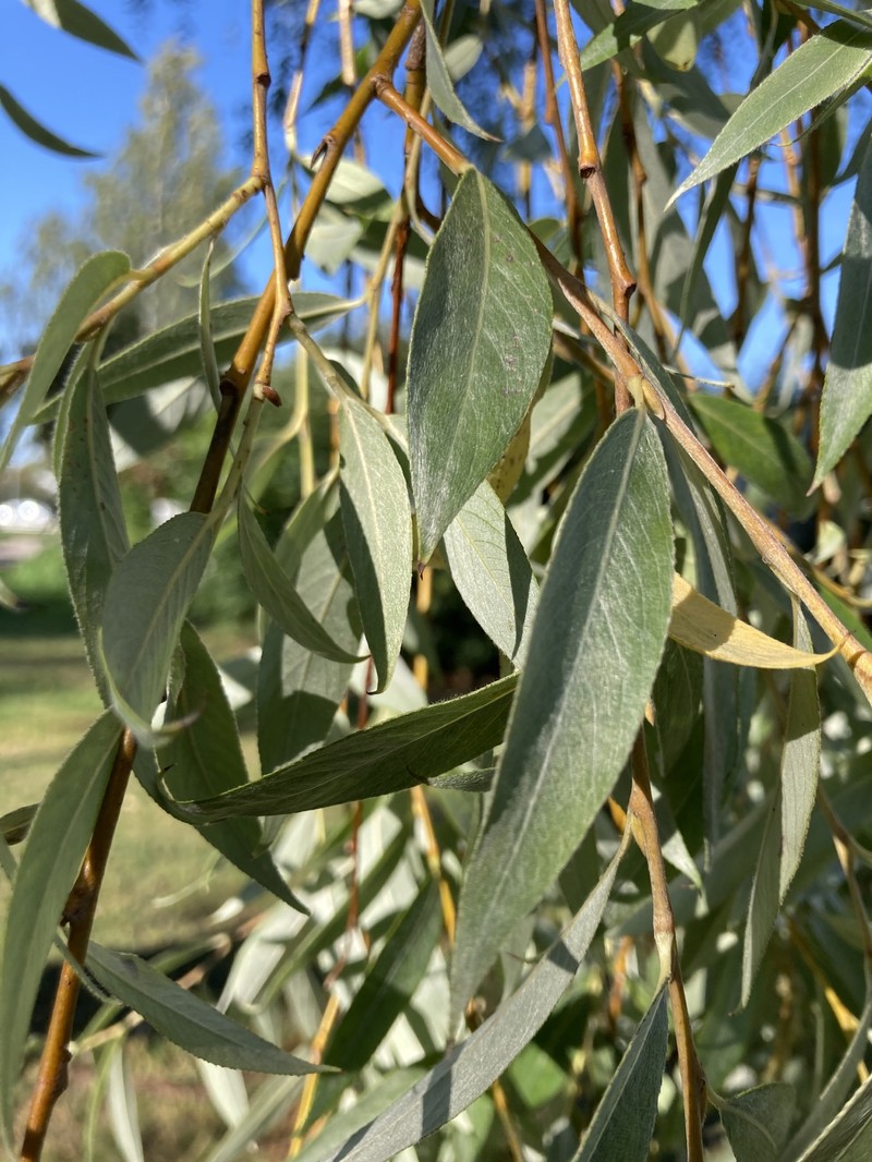 Salix alba subsp. micans photo 2