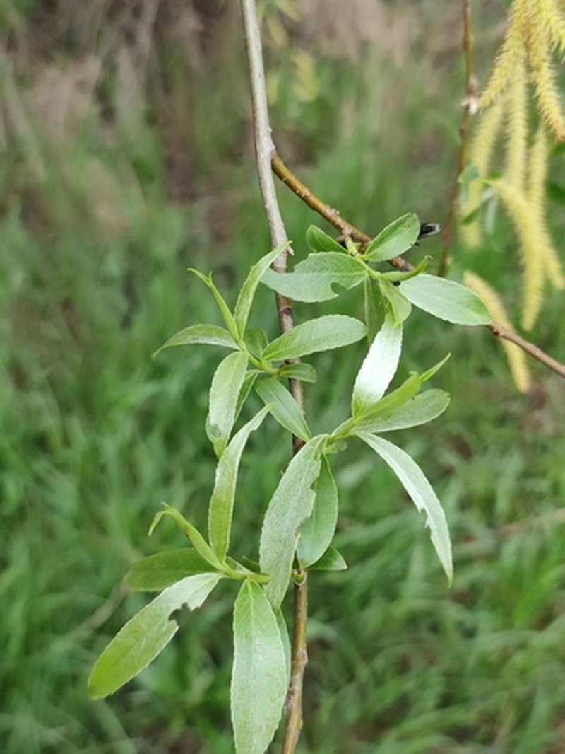 Salix alba subsp. micans photo 3