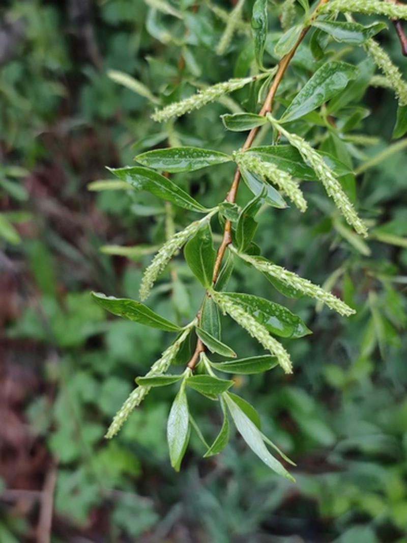 Salix alba subsp. micans photo 4