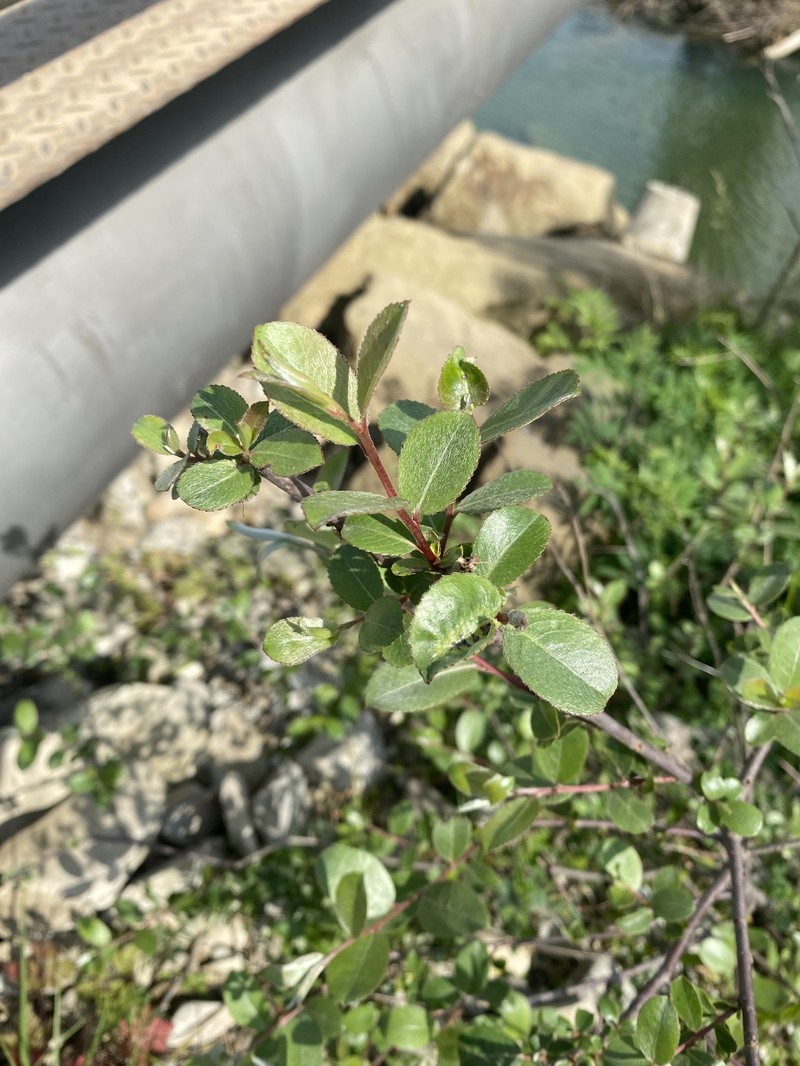 Salix alba subsp. micans photo 5