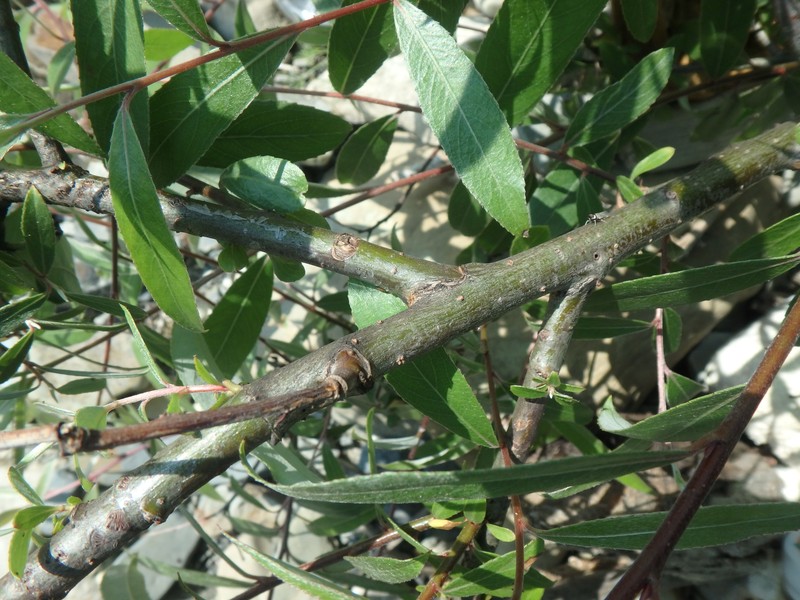 Salix alba subsp. micans photo 6