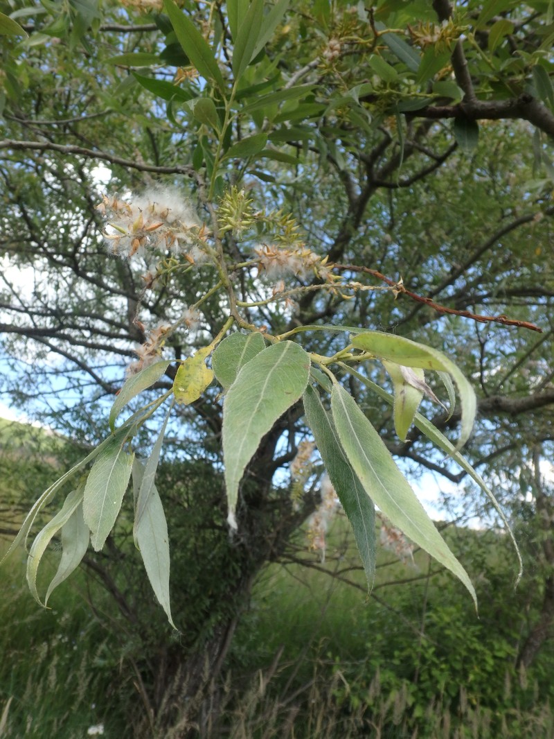 Salix alba subsp. micans photo 7