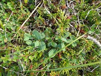 Salix alexii-skvortzovii