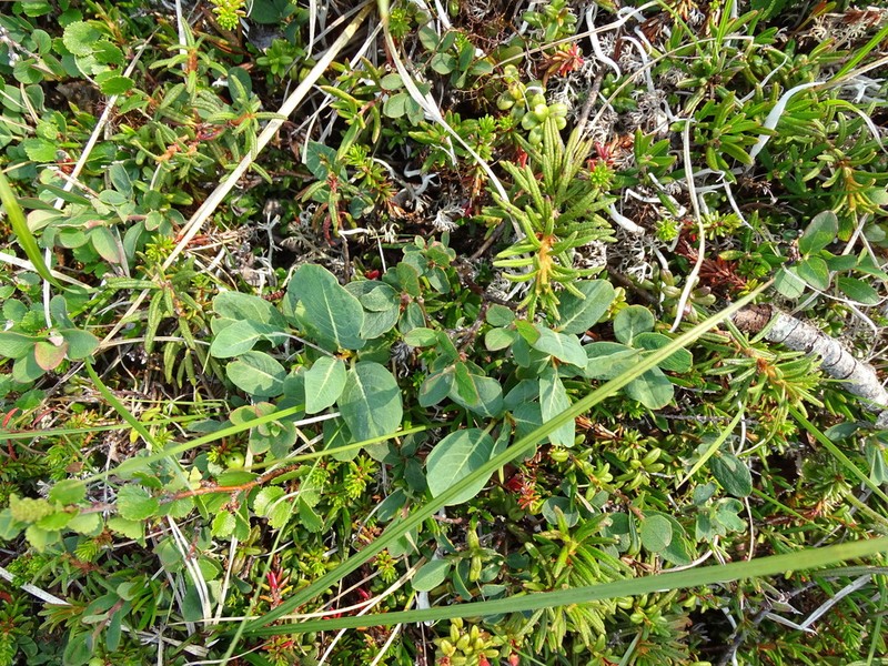 Salix alexii-skvortzovii