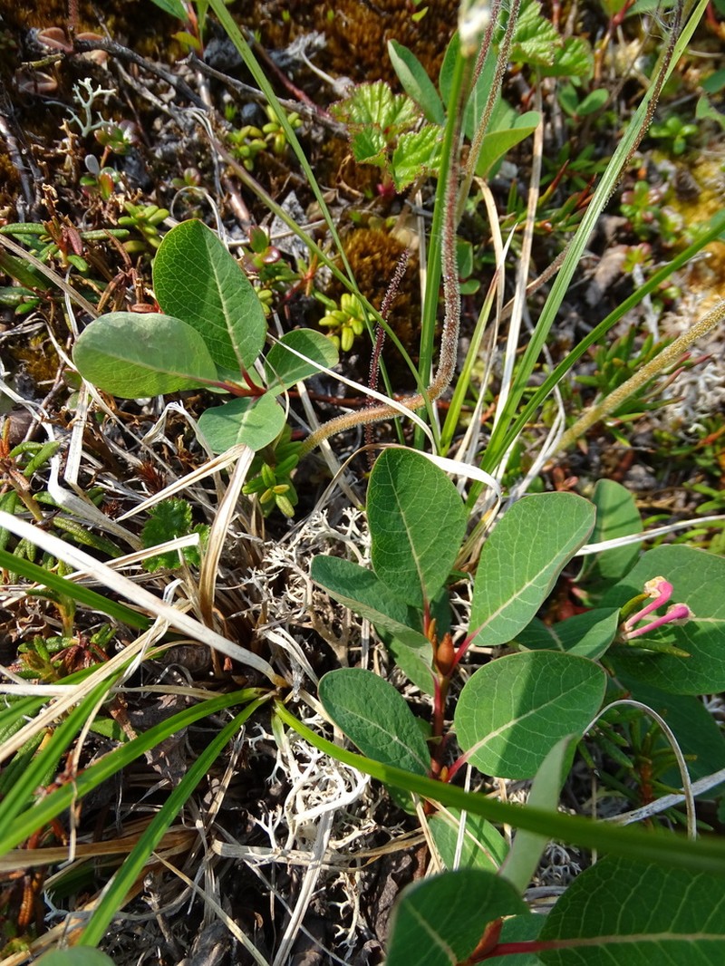 Salix alexii-skvortzovii photo 2