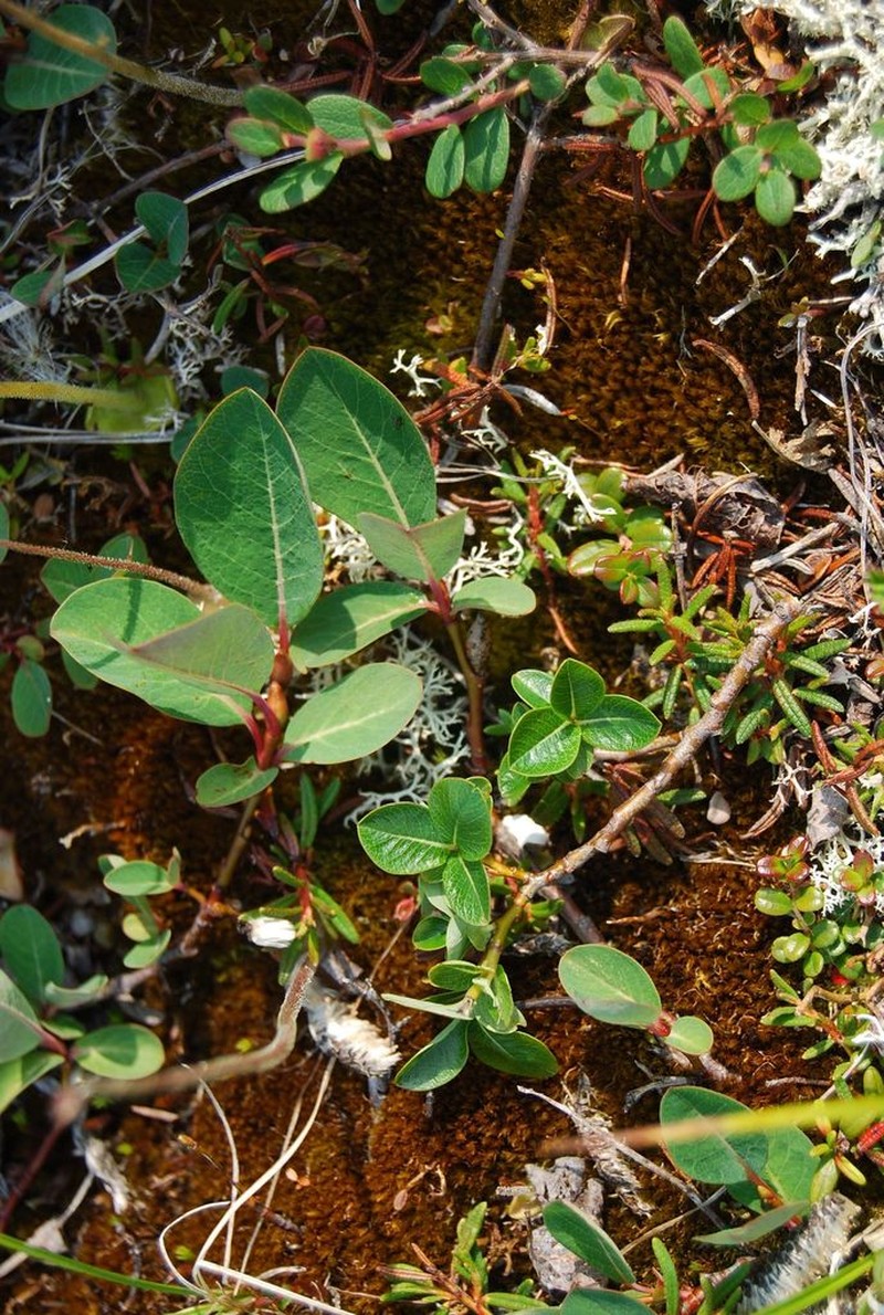 Salix alexii-skvortzovii photo 3