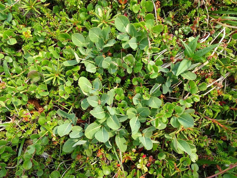 Salix alexii-skvortzovii photo 6
