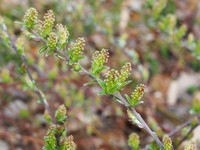 Salix alpina