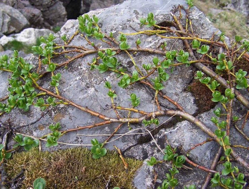 Salix alpina photo 2