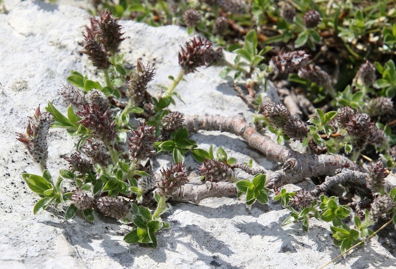 Salix alpina photo 3