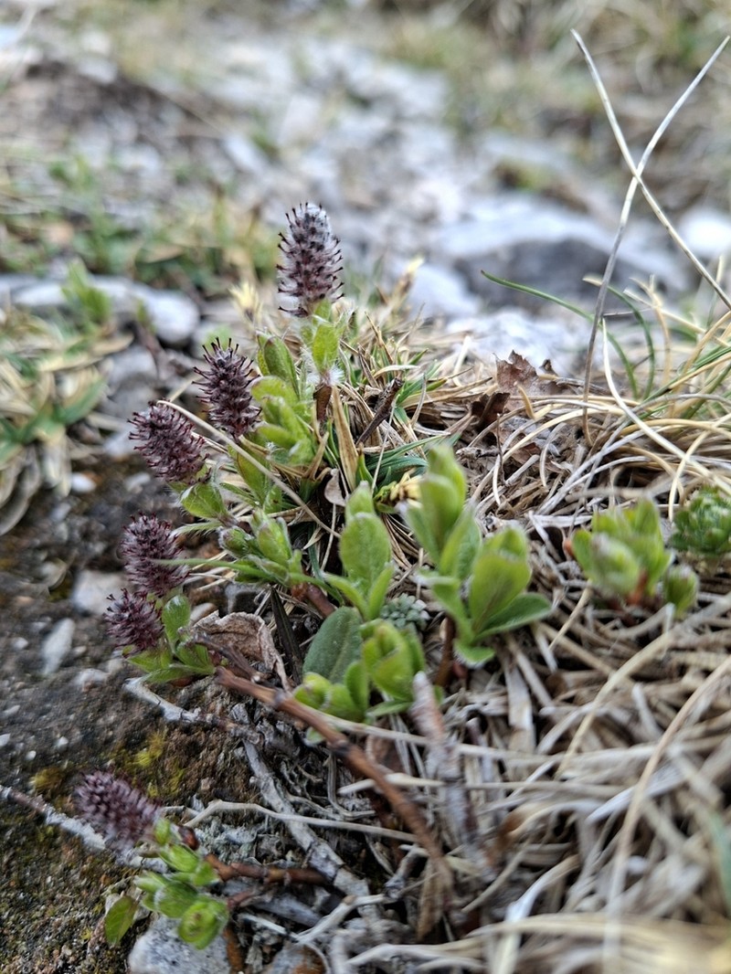 Salix alpina photo 4