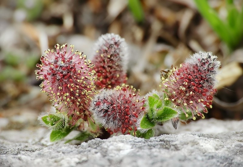Salix alpina photo 5