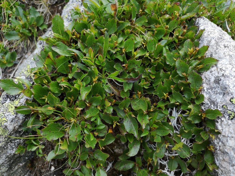 Salix alpina photo 6