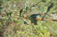 Salix amplexicaulis