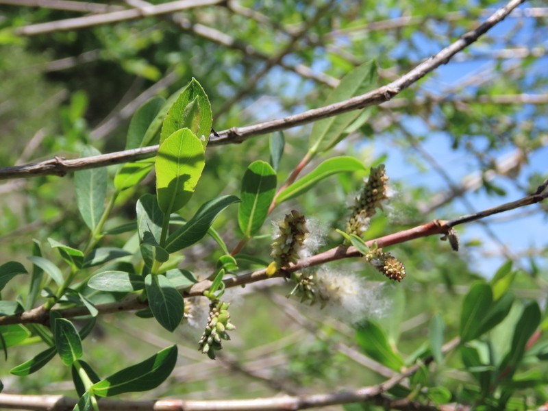Salix amplexicaulis photo 2
