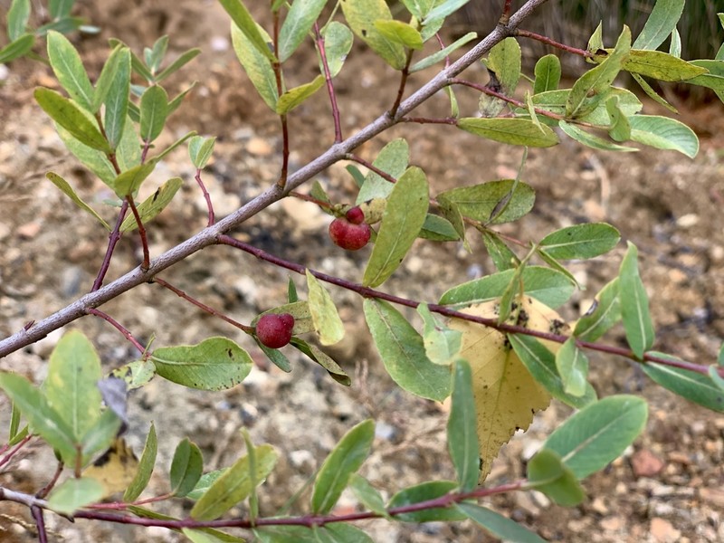 Salix amplexicaulis photo 3