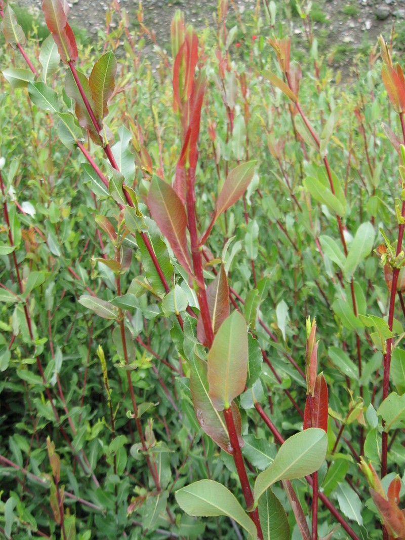 Salix amplexicaulis photo 4
