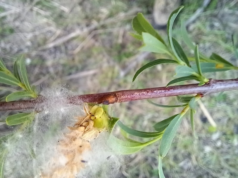 Salix amplexicaulis photo 5
