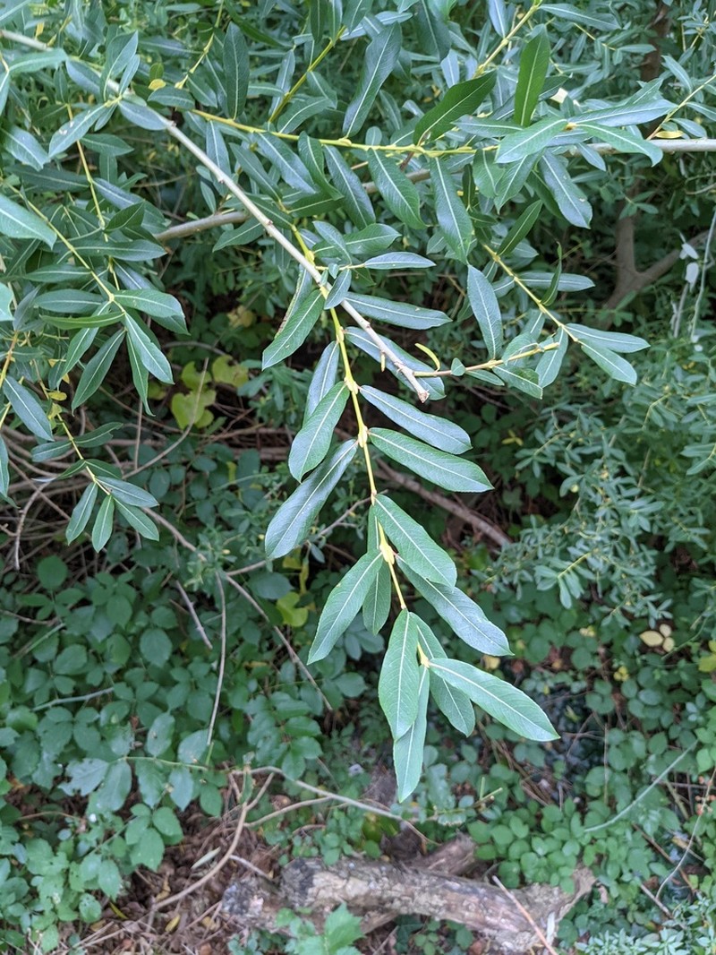 Salix amplexicaulis photo 6