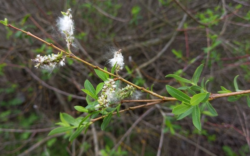 Salix amplexicaulis photo 7