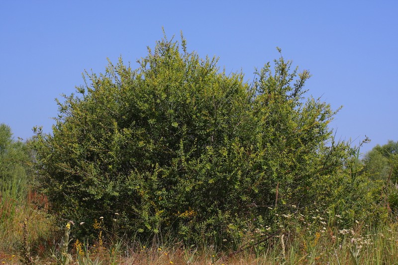 Salix amplexicaulis photo 8
