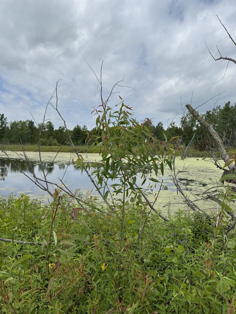 Peachleaf Willow photo 3