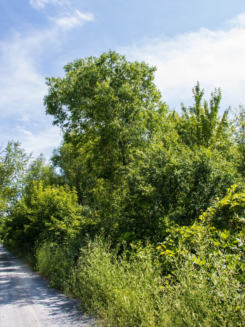Peachleaf Willow photo 4
