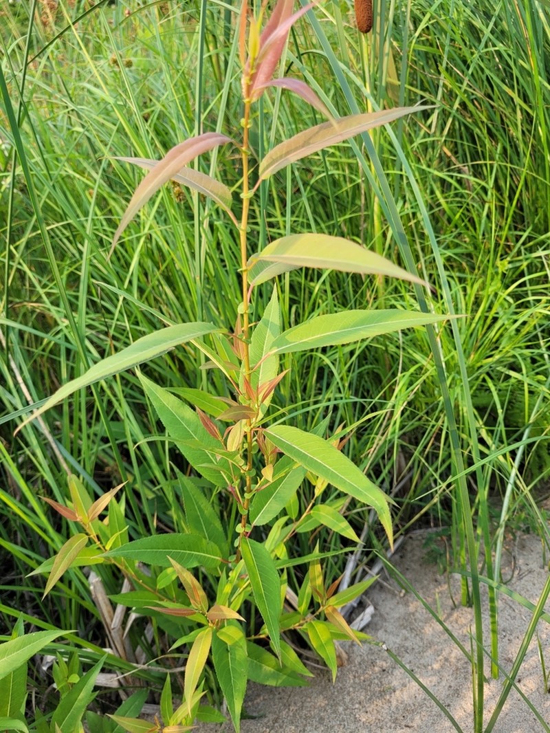 Peachleaf Willow photo 5