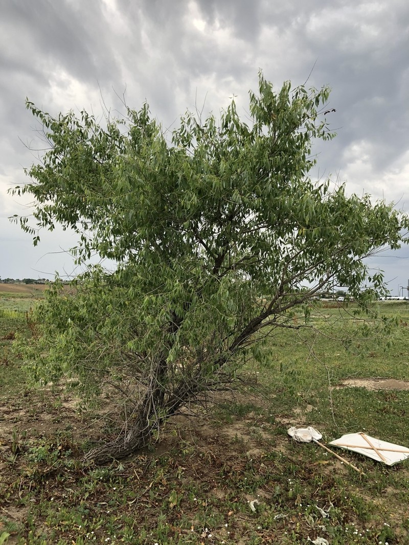 Peachleaf Willow photo 6