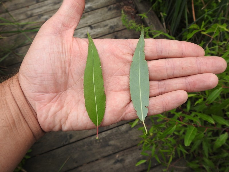 Peachleaf Willow photo 7