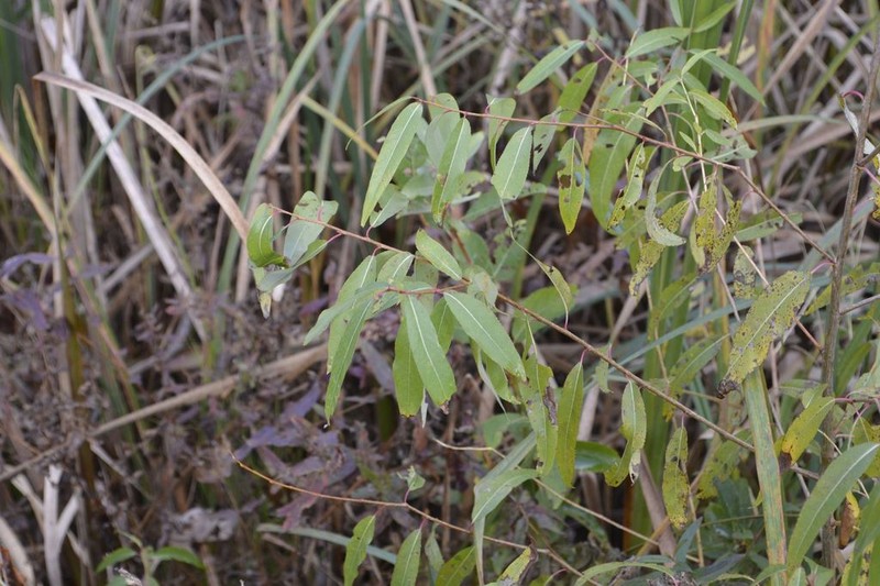 Peachleaf Willow photo 8