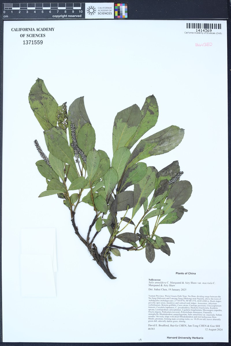 Salix annulifera