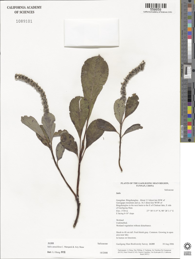 Salix annulifera photo 2