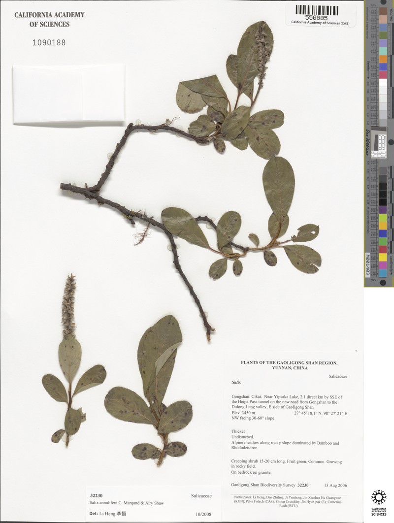 Salix annulifera photo 3