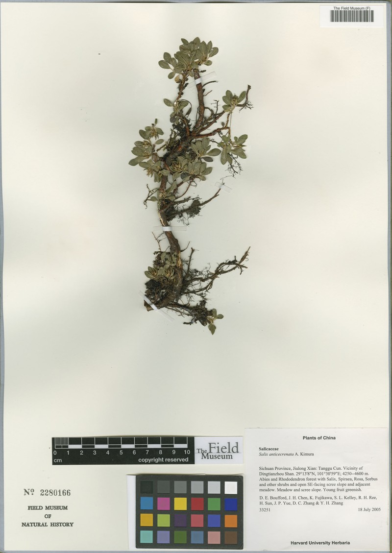 Salix anticecrenata