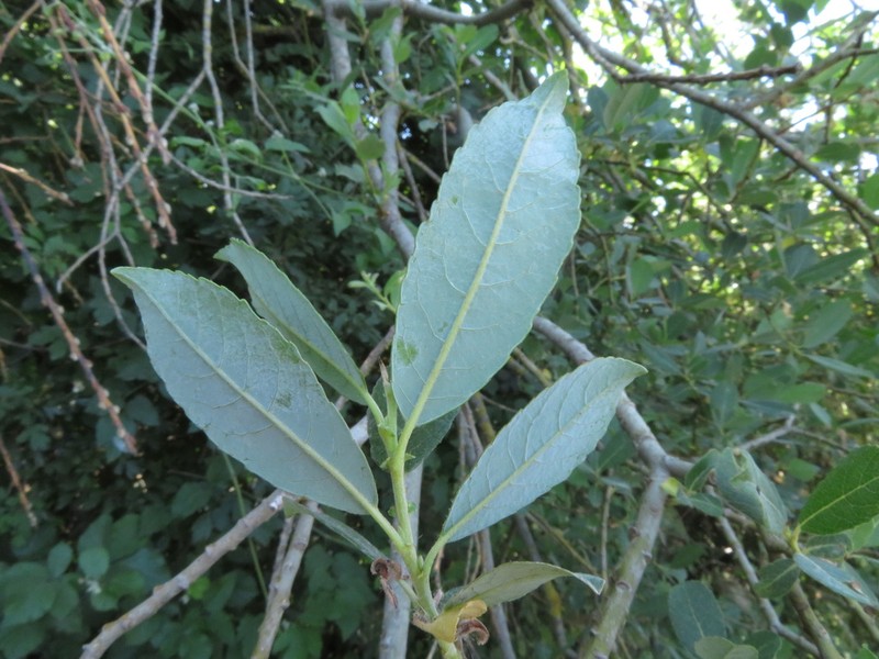 Sali apennina photo 2