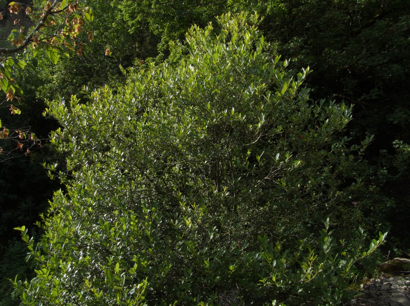 Sali apennina photo 4