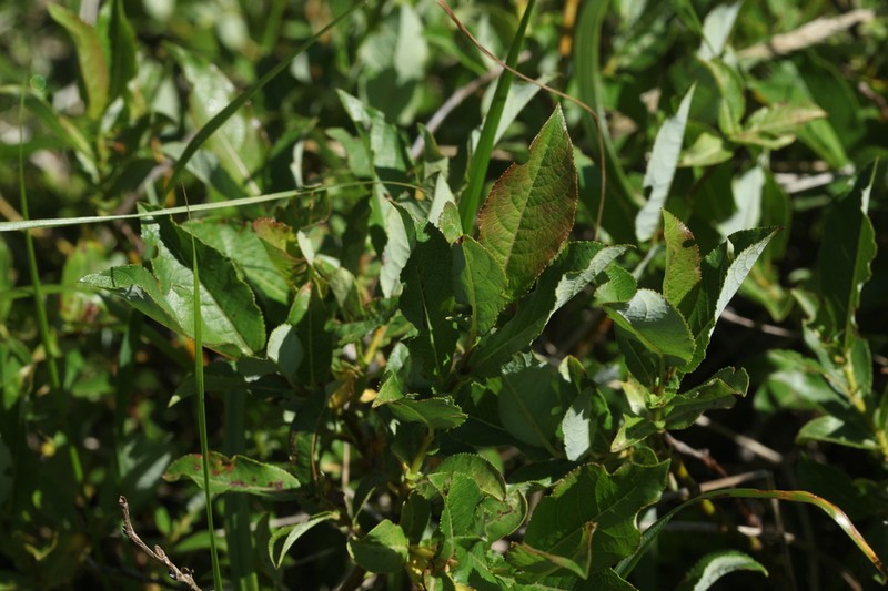 Salix apoda photo 2