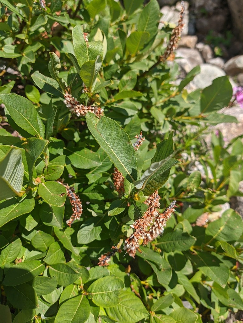 Salix apoda photo 3