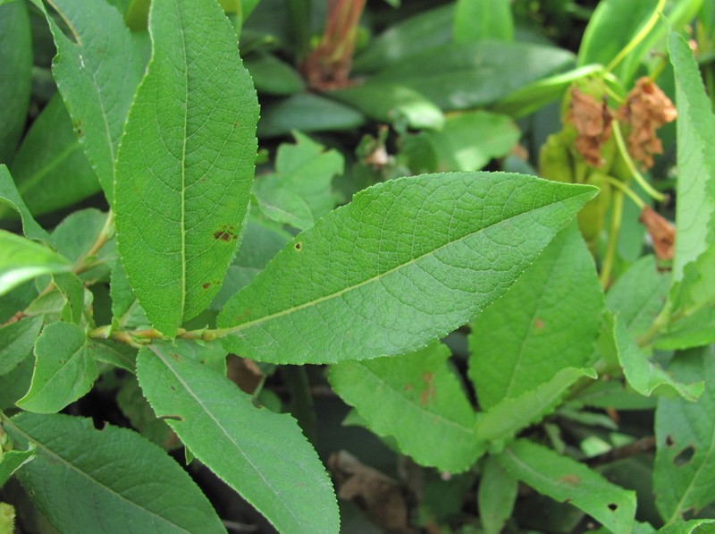 Salix apoda photo 4