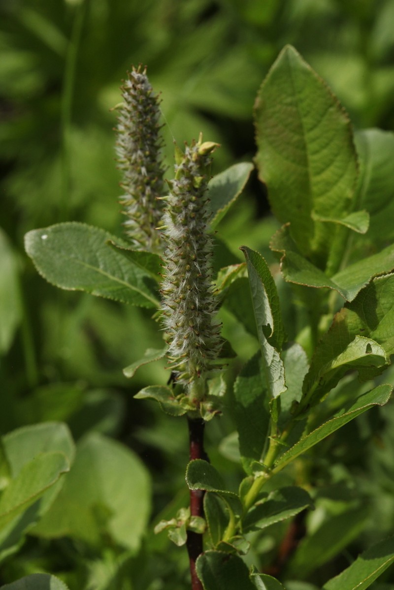 Salix apoda photo 5