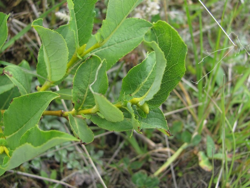 Salix apoda photo 6